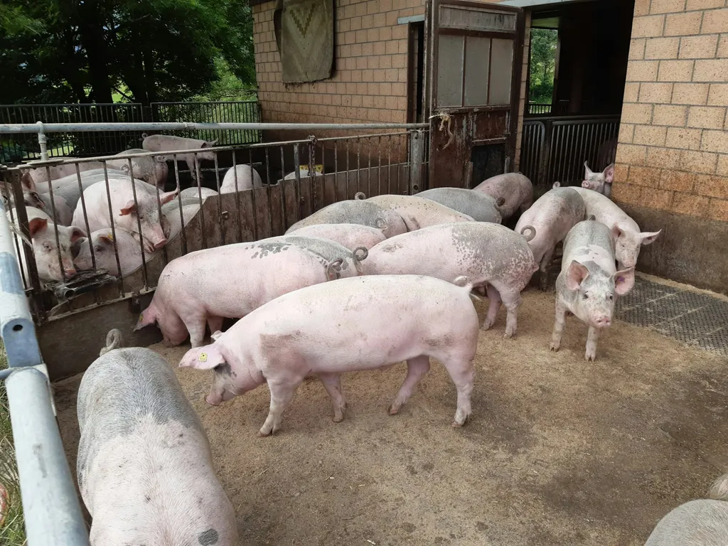 Hof-Camp Buchschachen