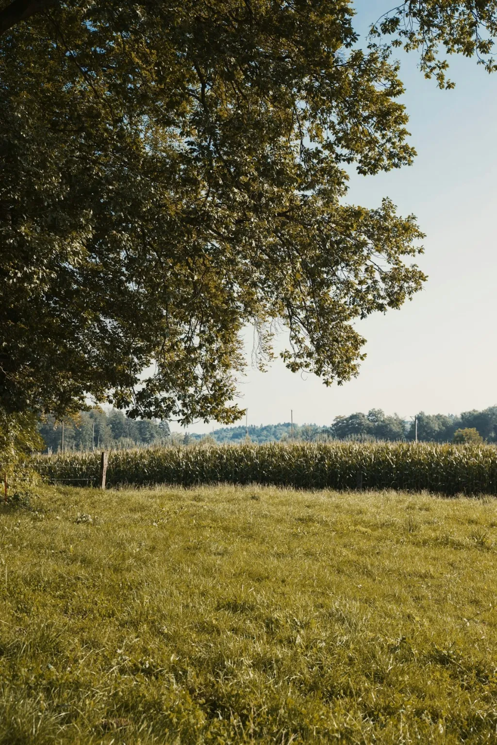 Lerchenbüel