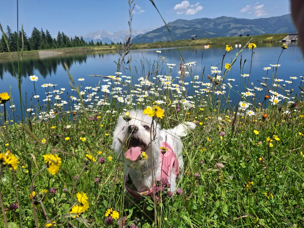 Der Bichlhof Stellplatz
