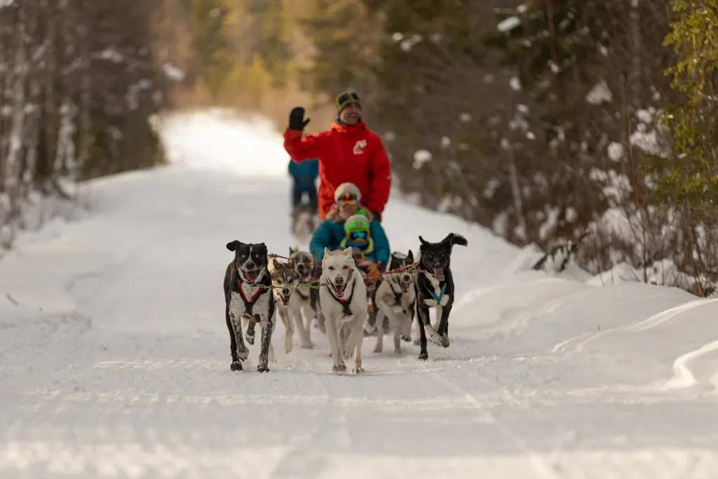 Huskies, Sauna und lokales Essen - ein Abenteuer