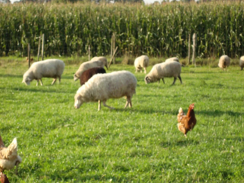 #Tiere