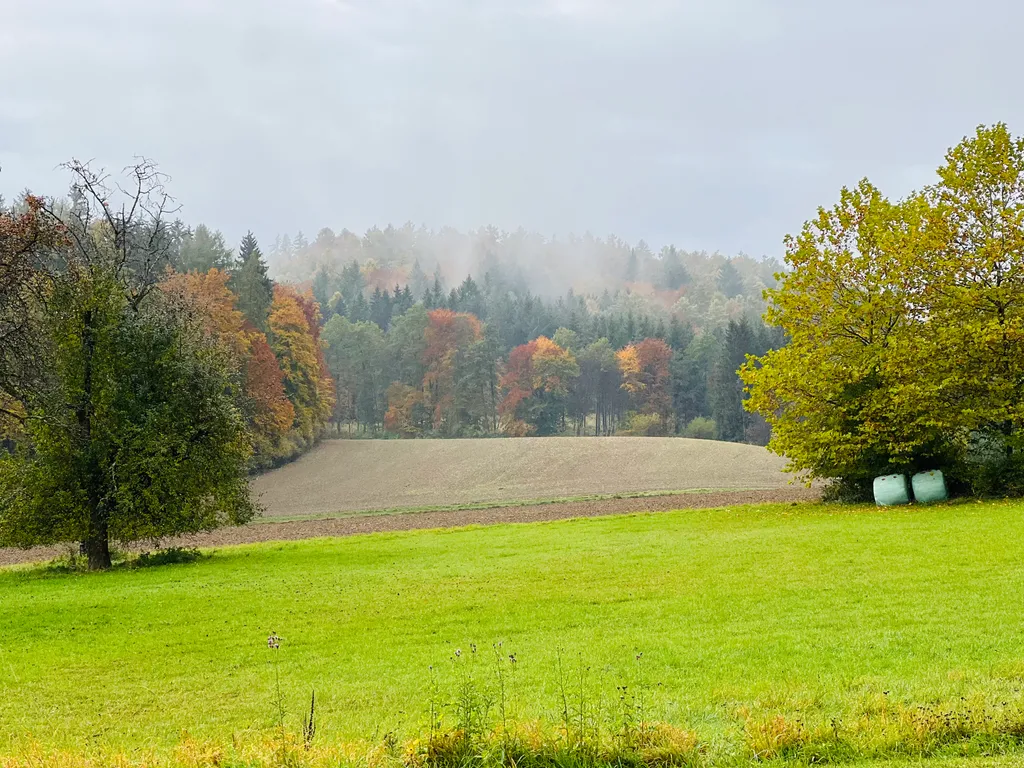 Wiesen Wald Bergsicht