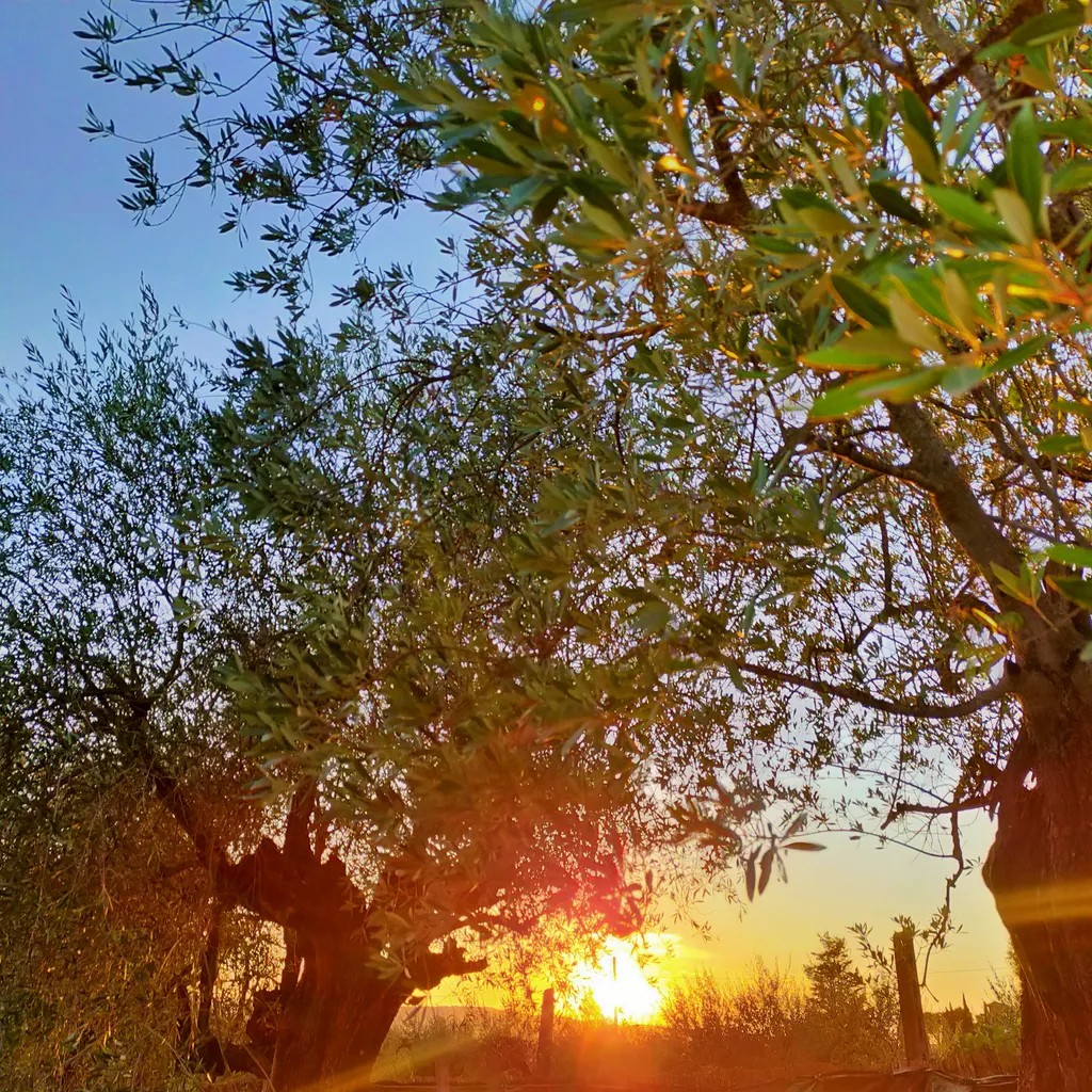 Wine Agricamping Poggio ai Pini