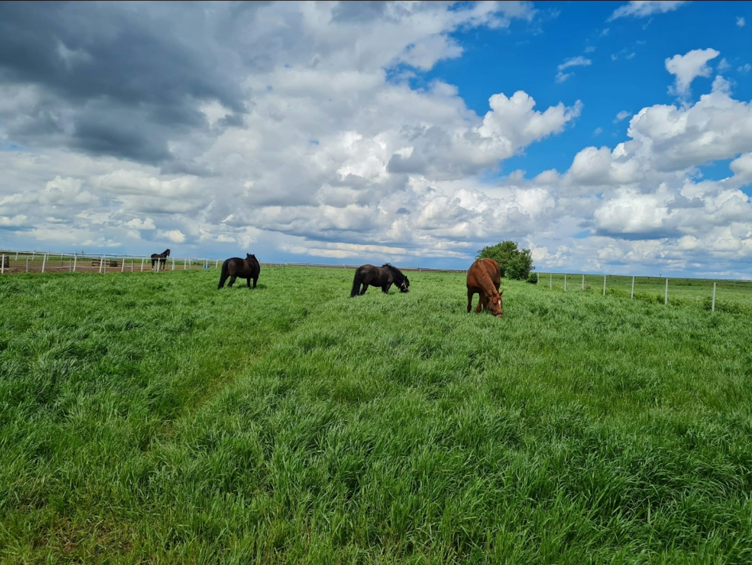 Unsere Koppeln im Sommer.