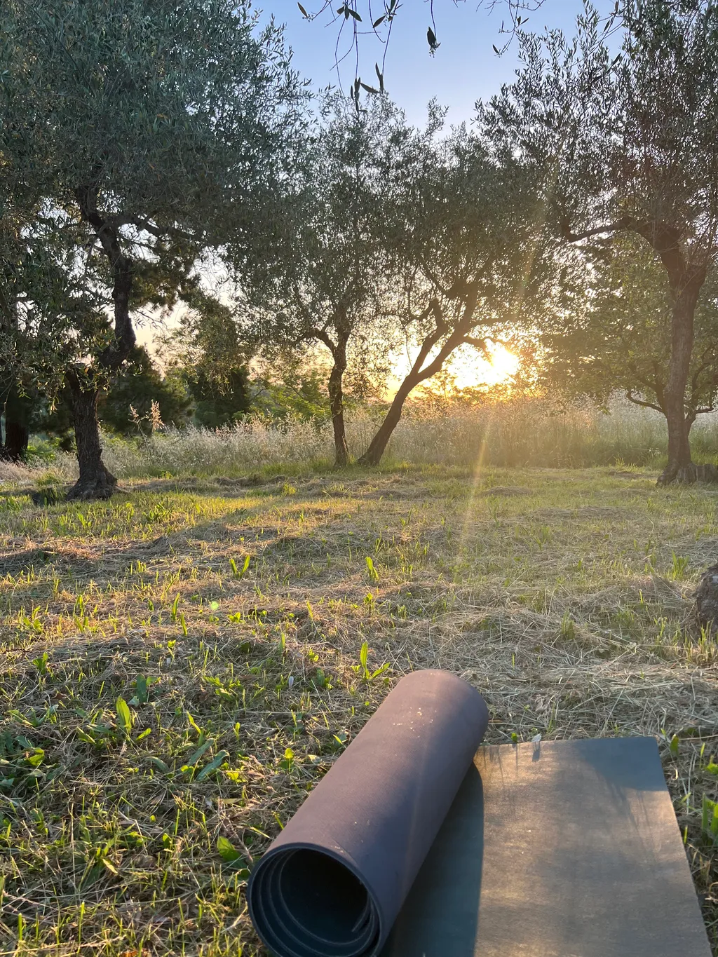 Camping among olive trees