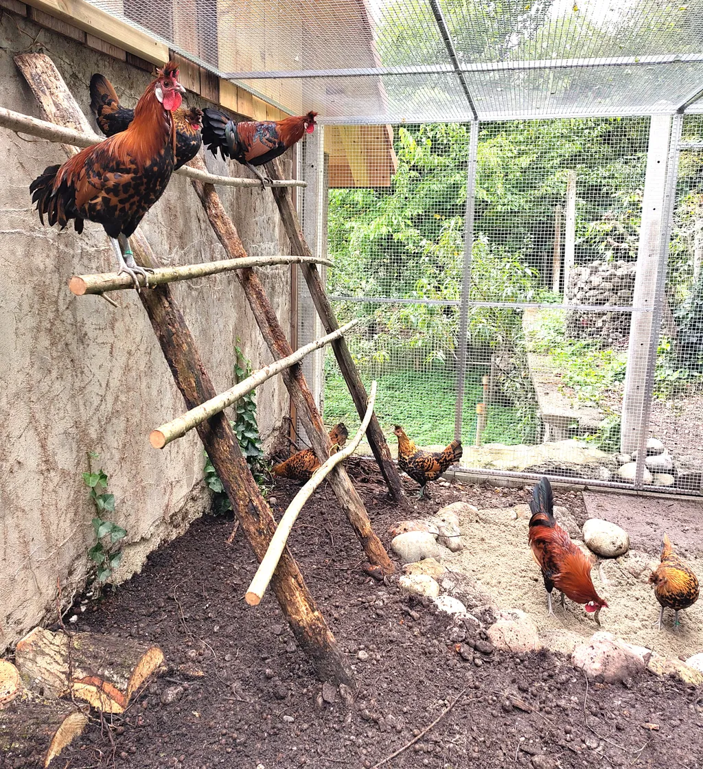 Appenzeller Spitzhauben