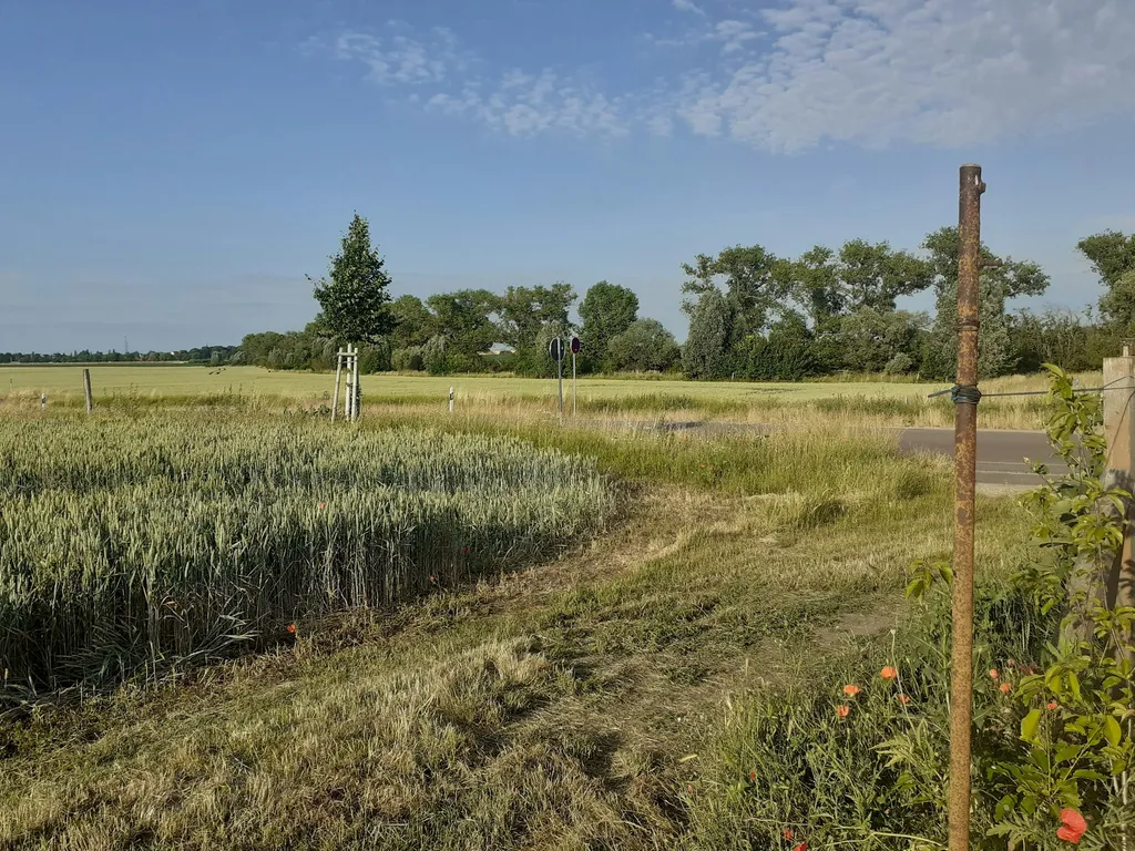 Schlafen zwischen Mohn und Kornfeld