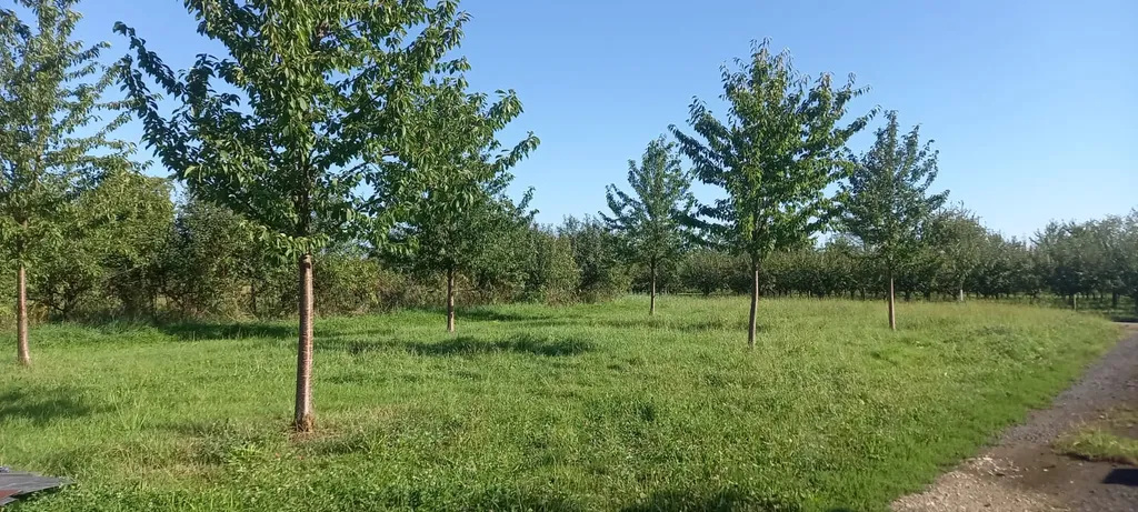 Stellplatz auf Streuobstwiese am Dorfrand