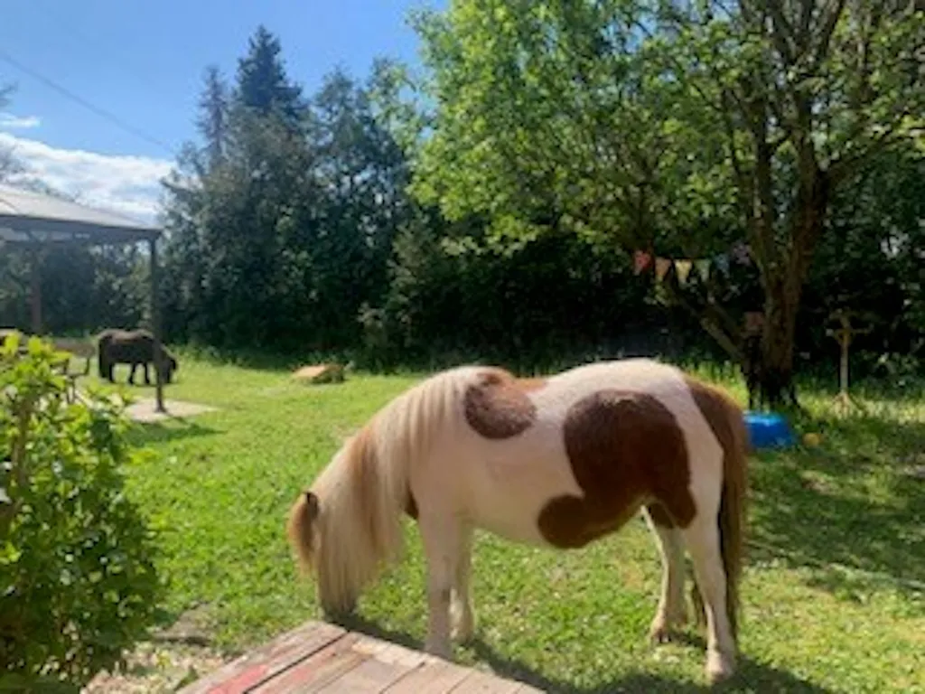 Freizeitgrundstück mit Ponyhaltung