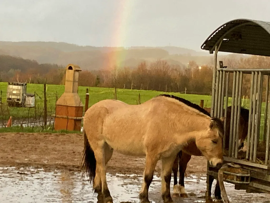 Offenstall Schwellenbach