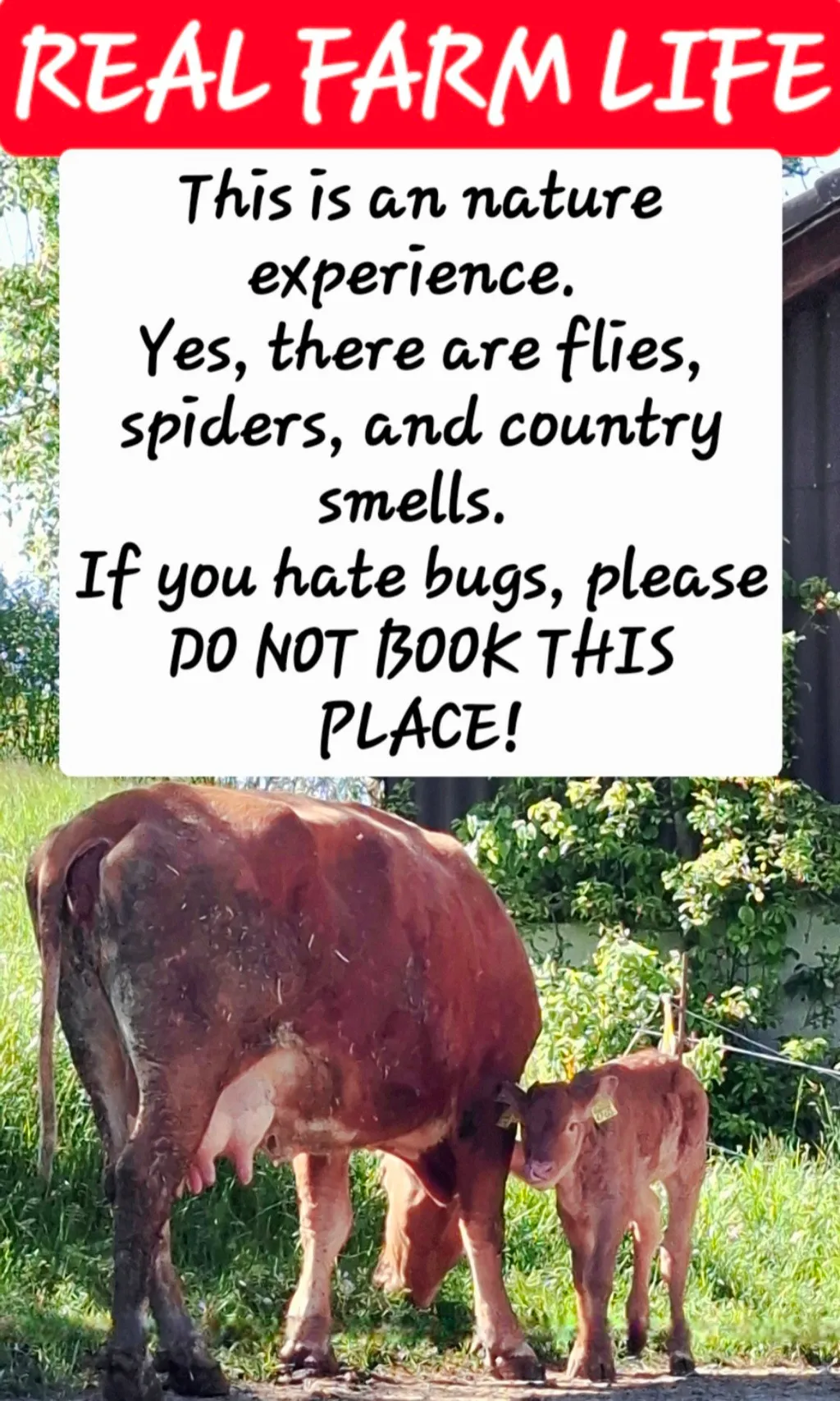 If you hate bugs, please do NOT book!