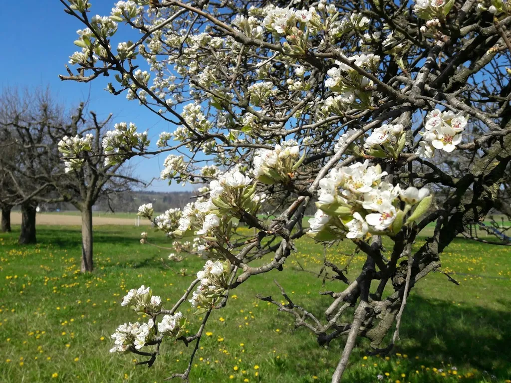 Wydhof-Camp in den Obstbäumen