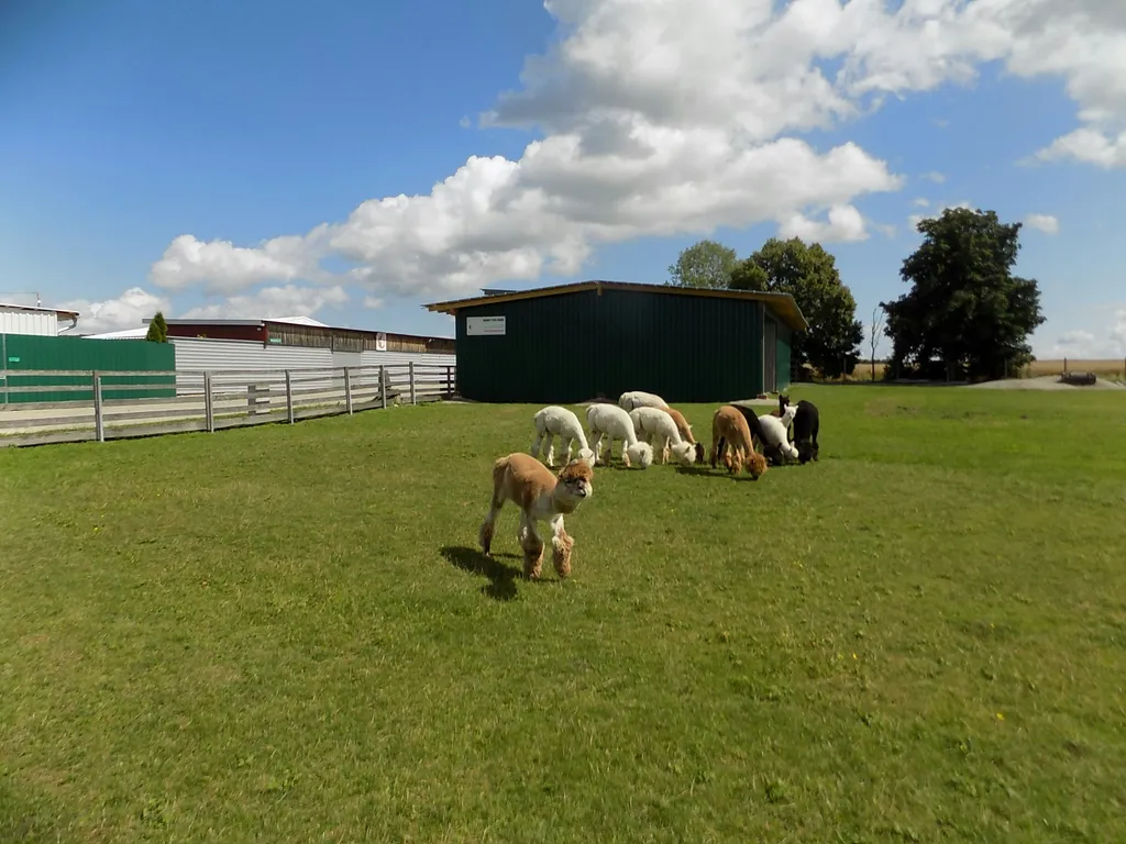 Alpaka-"Seminar"-Stellplätze + Komfort Erlebnisse!