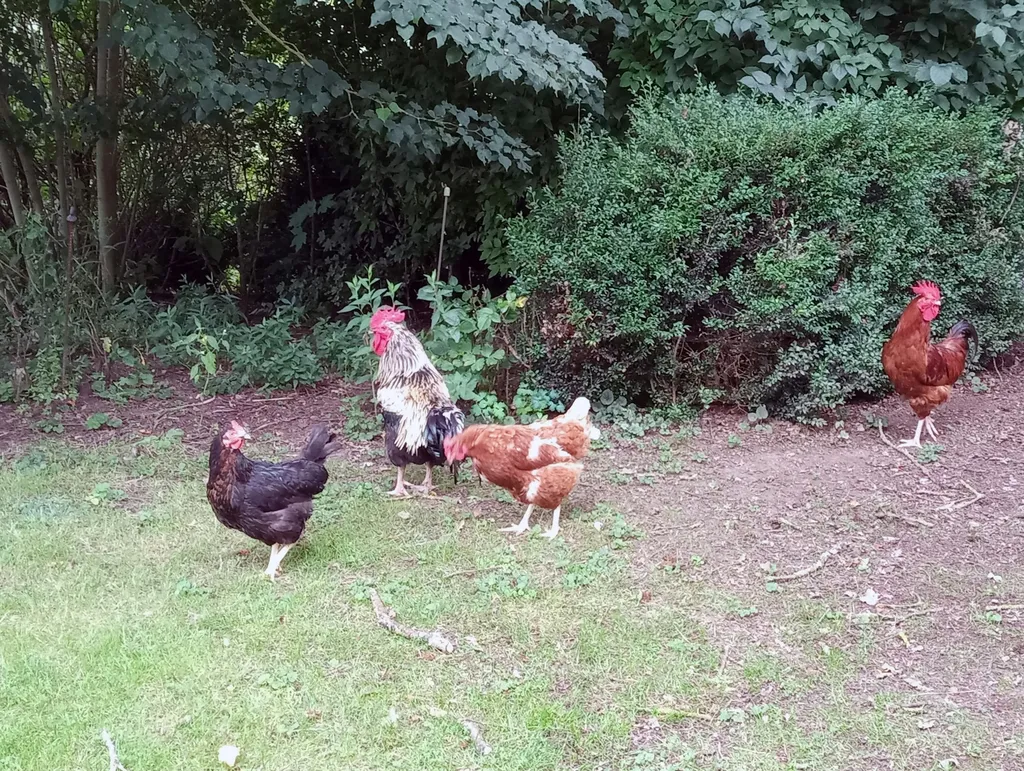 Campen auf dem Bauernhof