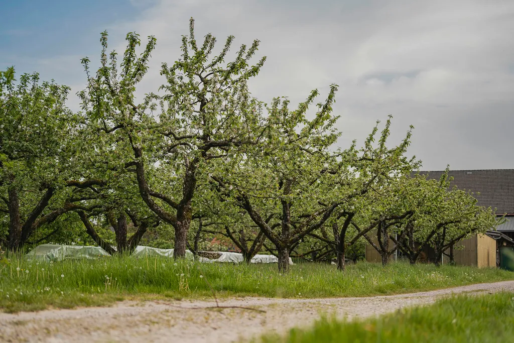 Camping auf der Streuobstwiese