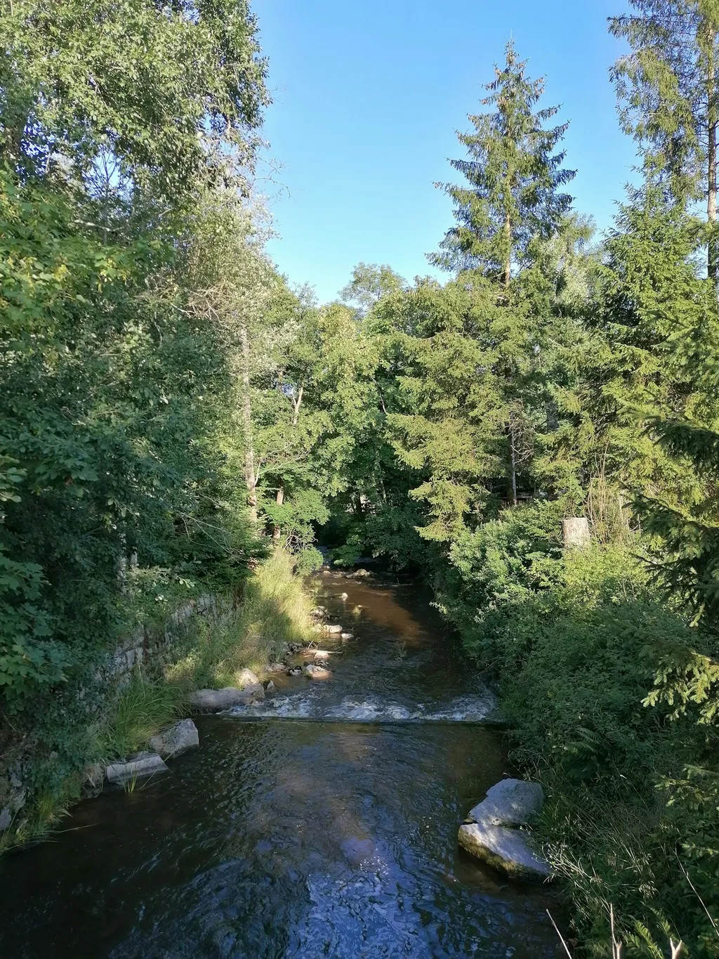 Wiese am Bach mitten im Nationalpark Schwarzwald