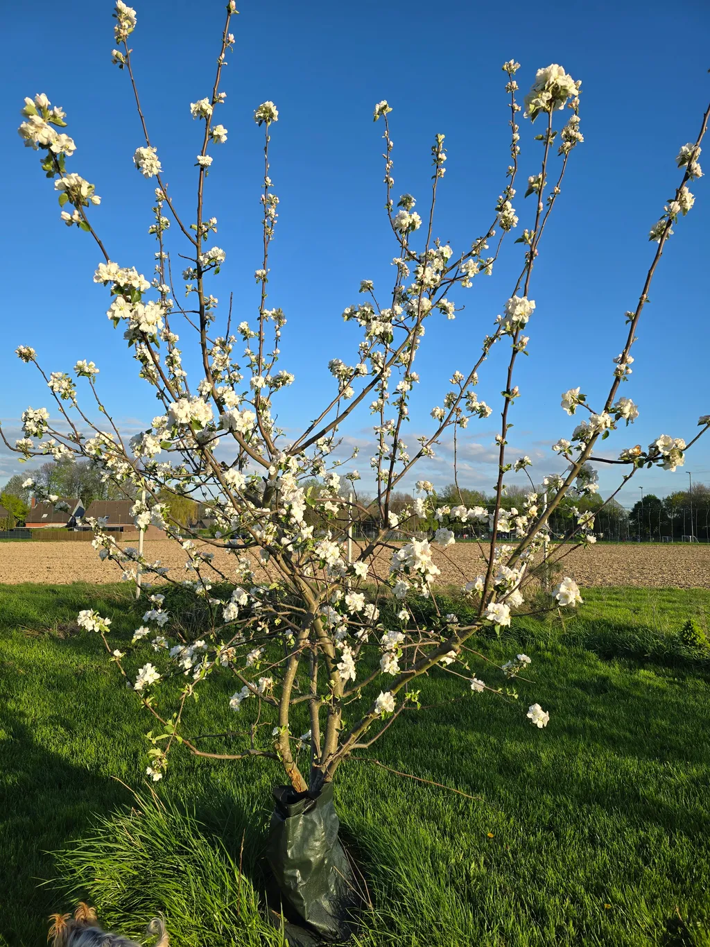 Die Streuobstwiese