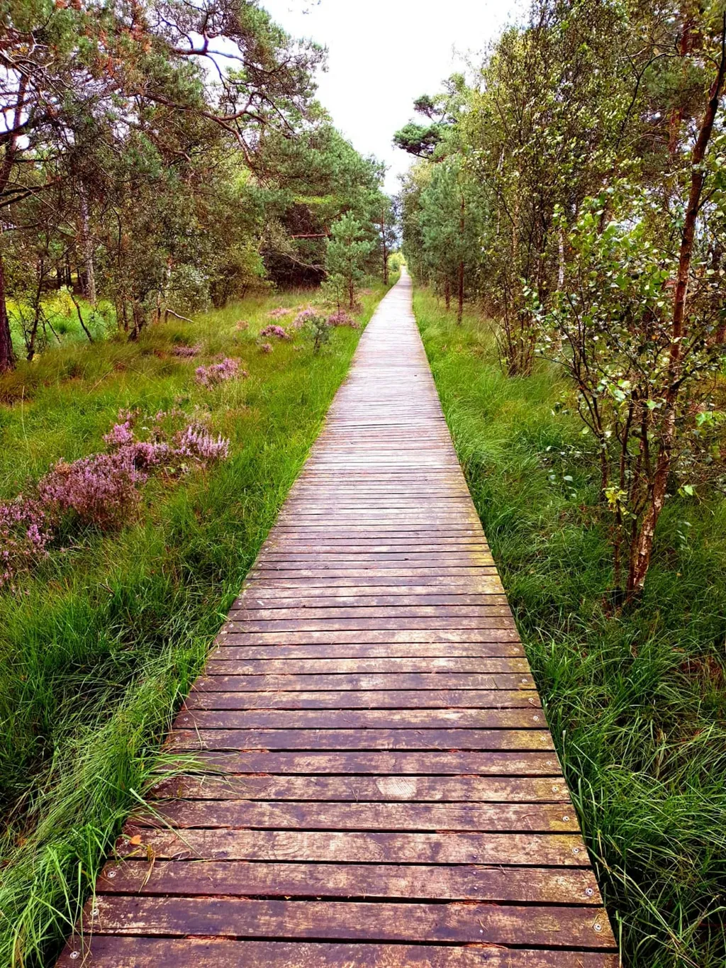 Wohnmobilstellplatz beim Pietzmoor