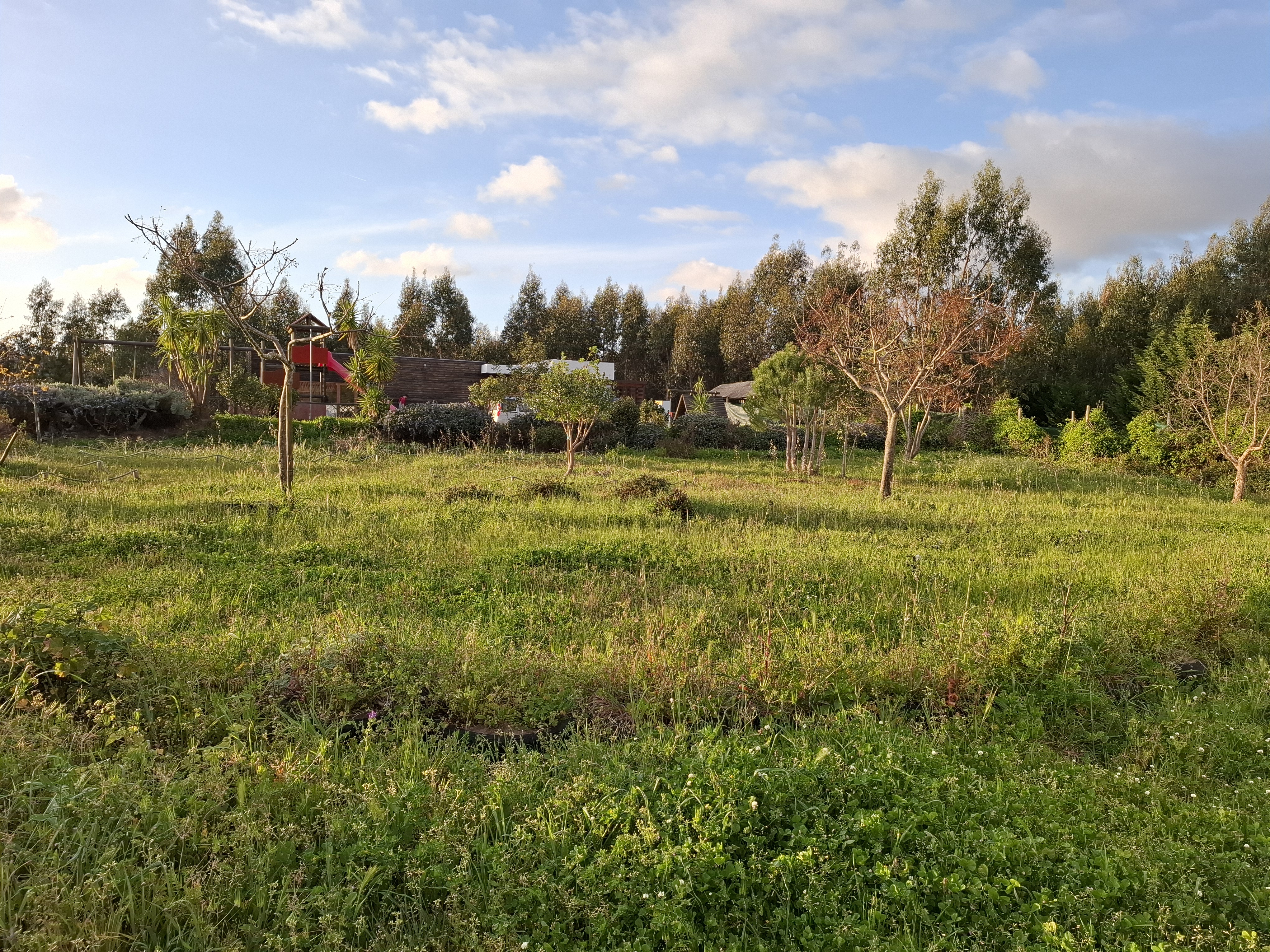 Pitch with grass and trees