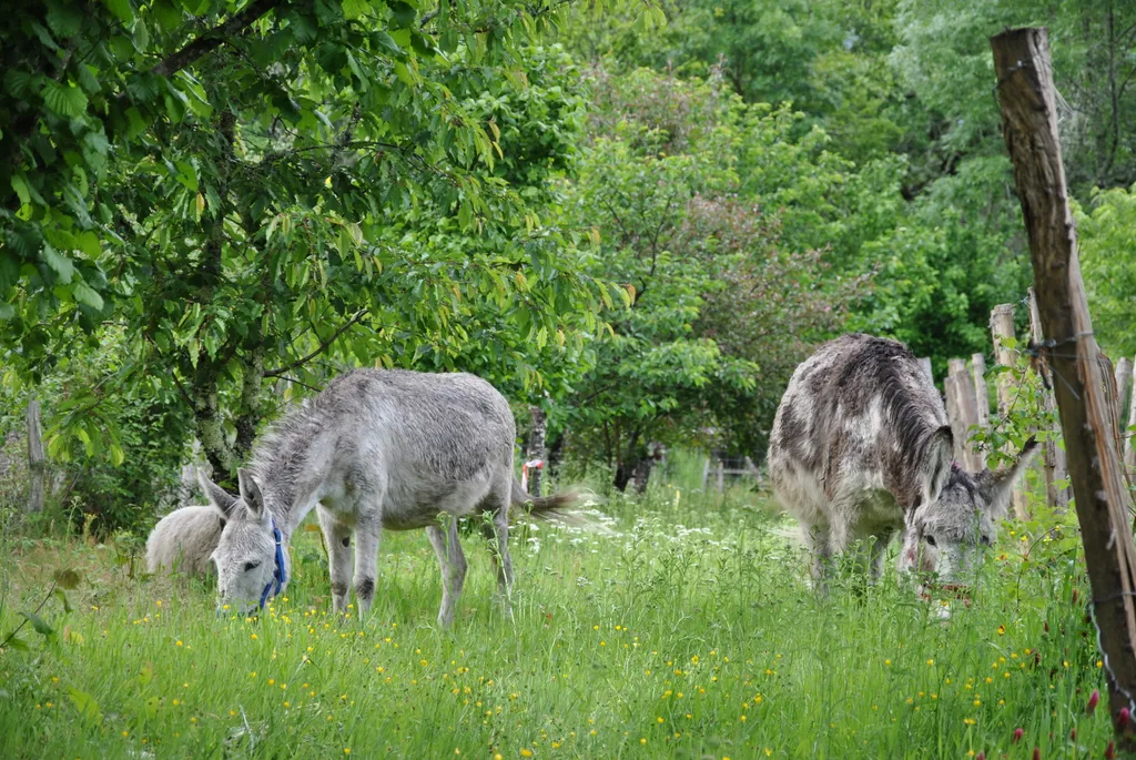 Ferme fruitière dans la forêt landaise