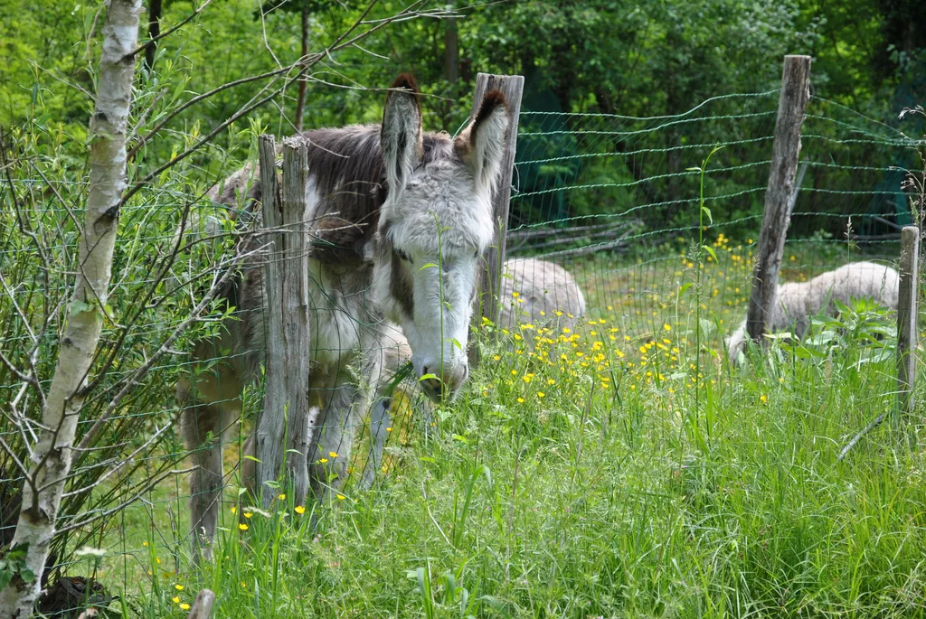 Ferme fruitière dans la forêt landaise