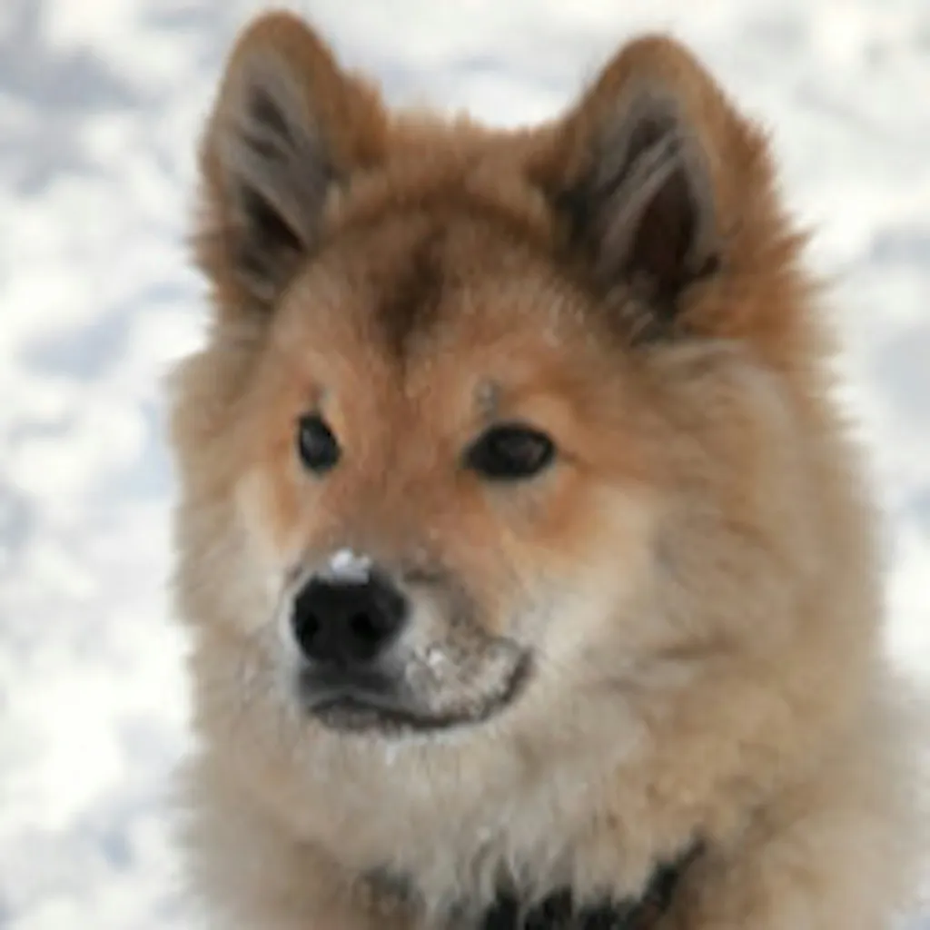 Profilbild von Petra