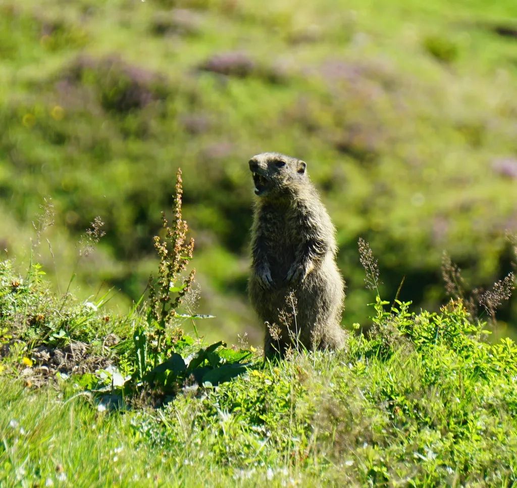 Foto del profilo di Patric