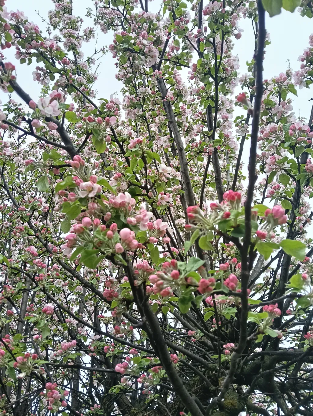 Wiesenstellplatz mit Aussicht