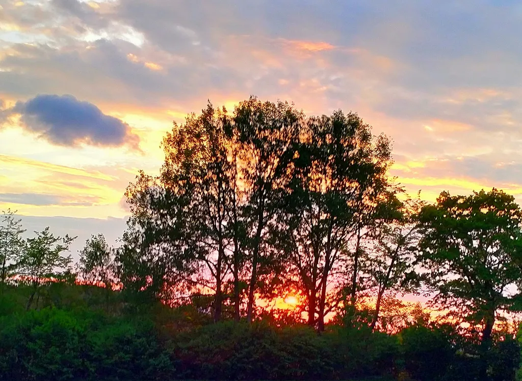 Woid-Wiese mit Ausblick