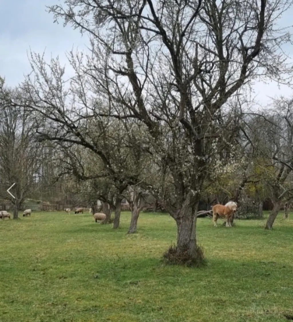 Apfelwiese mit Pferd und Schaf, waldnah und ruhig.