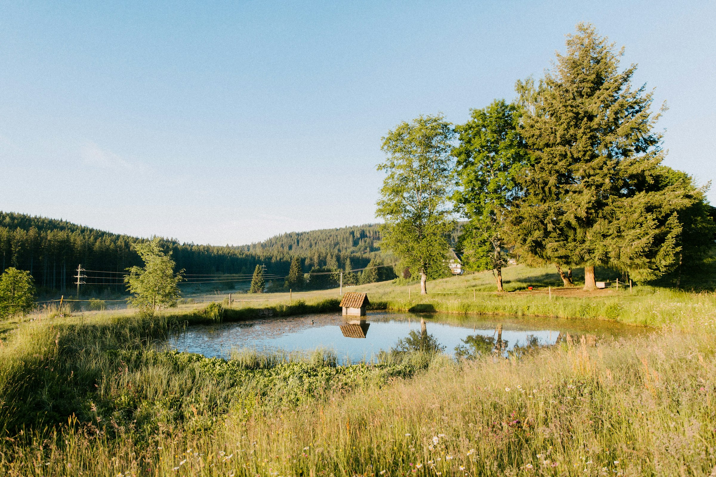 Plätzchen an der Sommerweide — photo 4