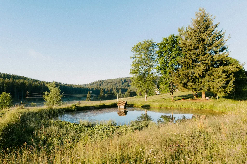 Plätzchen an der Sommerweide