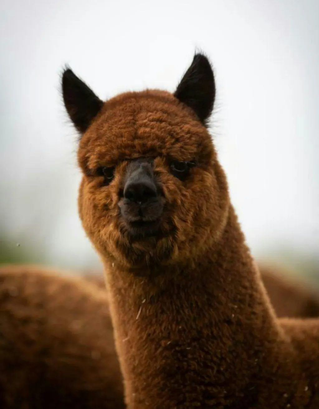 Alpacanaturcamp