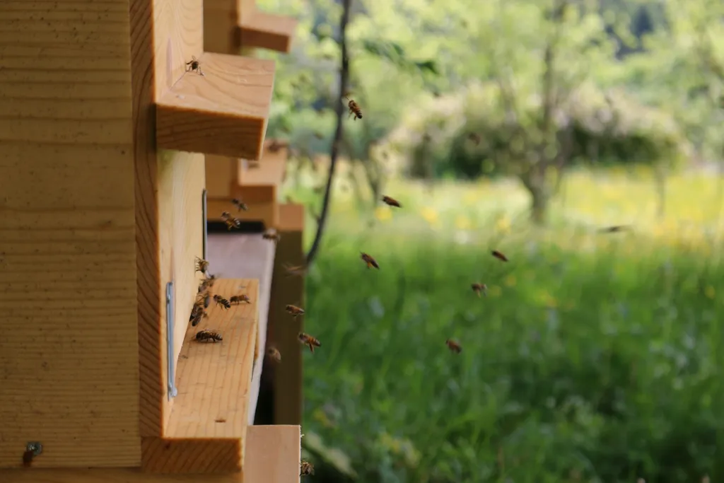 Unsere Bienen
