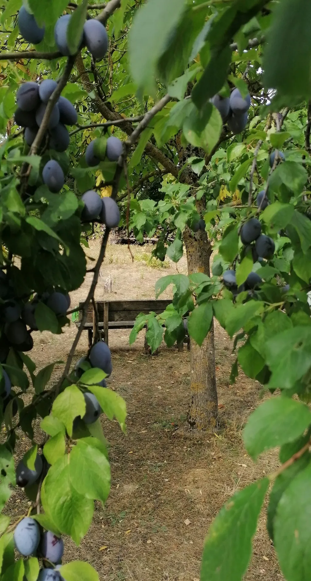 Wo's Blümle wächst