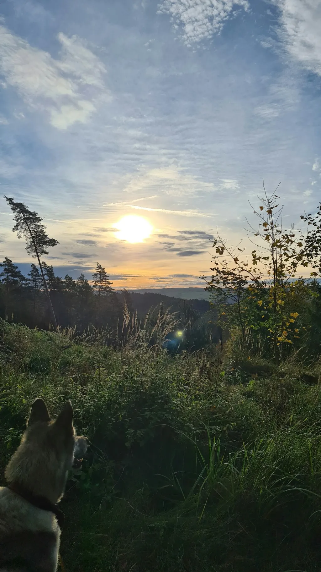 Naturnahe Stellplätze am Ortsrand