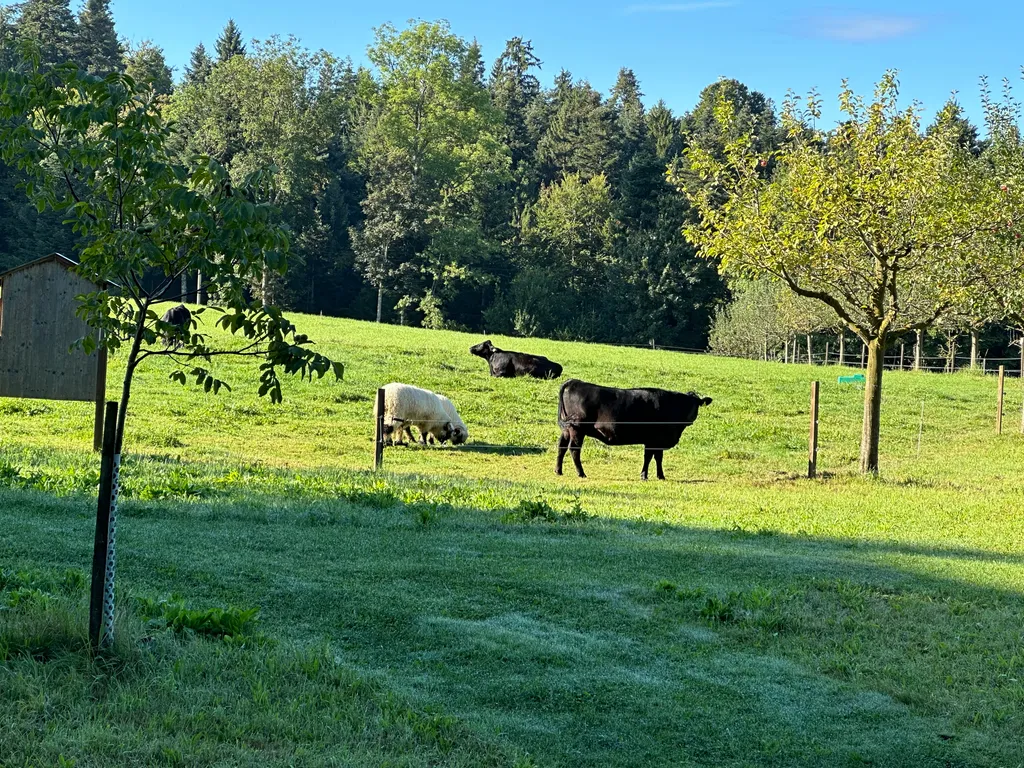 Bild von Janet für den Spot 555