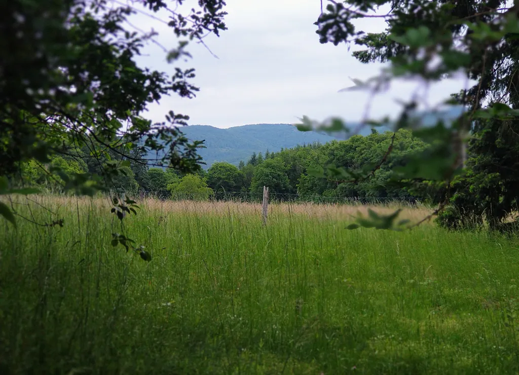 Verwilderter Obstgarten im Frau-Holle-Land