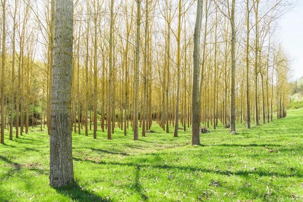 Camp La Signorina - Wild Lake