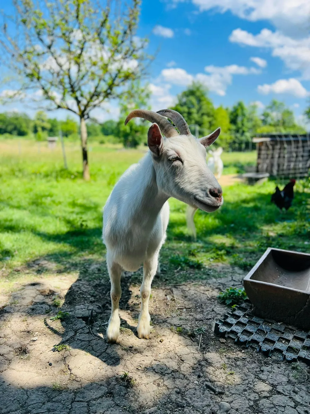 Zelten in der Streuobstwiese
