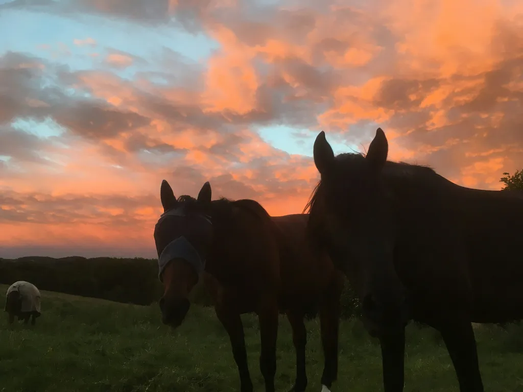 Zelten auf dem Pferdehof