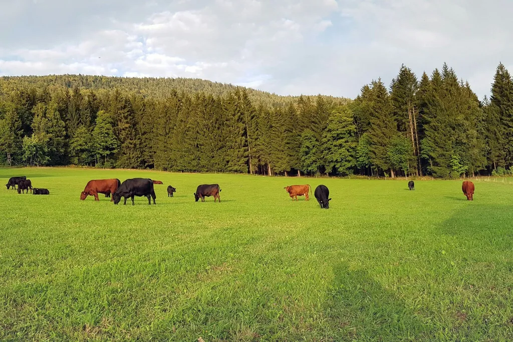 Zwischen Berg und Kuh beim Stefan