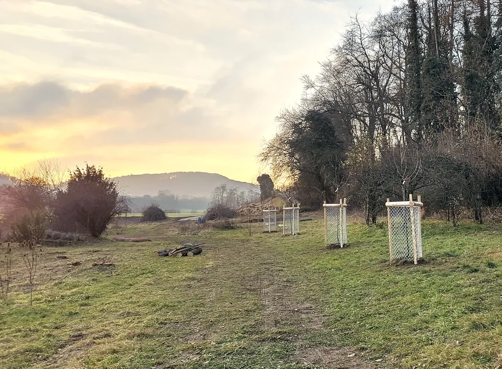 Hochstammobsthain am Waldrand