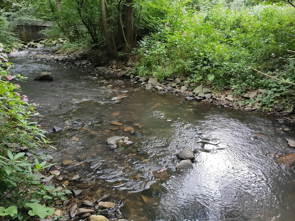 Idyllische Wiese am Bach