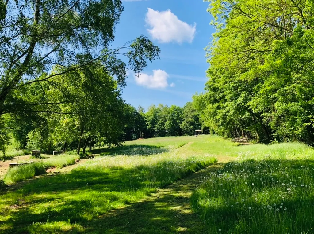 Schweben im Buchengrün