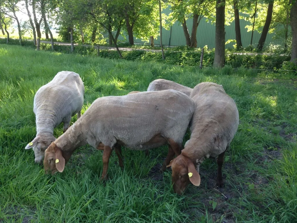 Kleinmoorhaus an der Eider