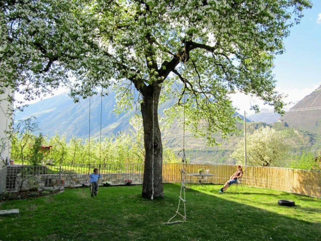 Mein steinalter Birnbaum