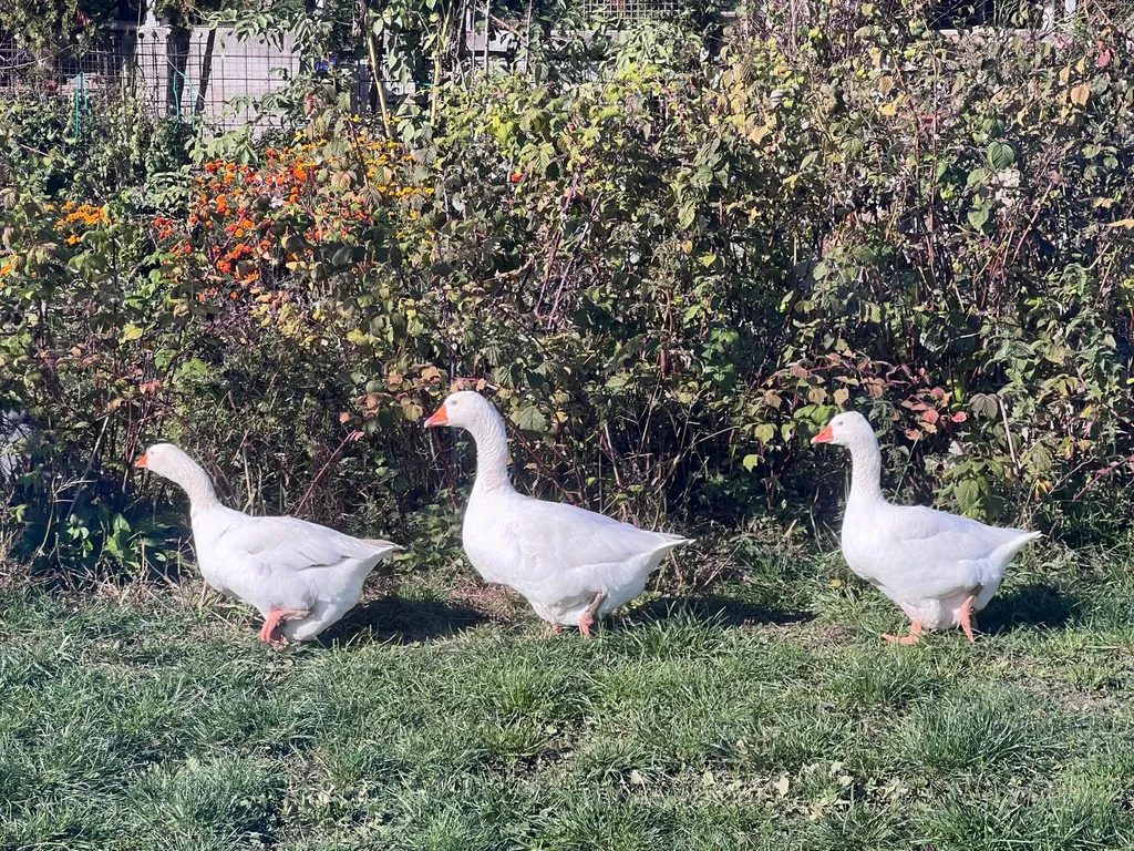 Wiesenstellplatz mit Aussicht