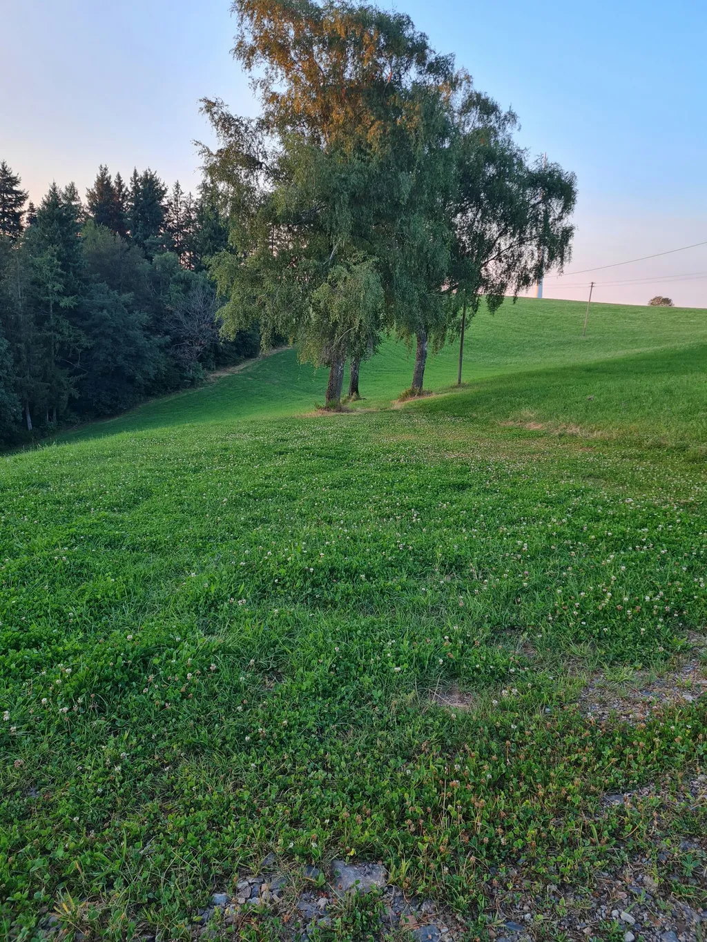 Natur pur - beim Kölble Hof -Birken
