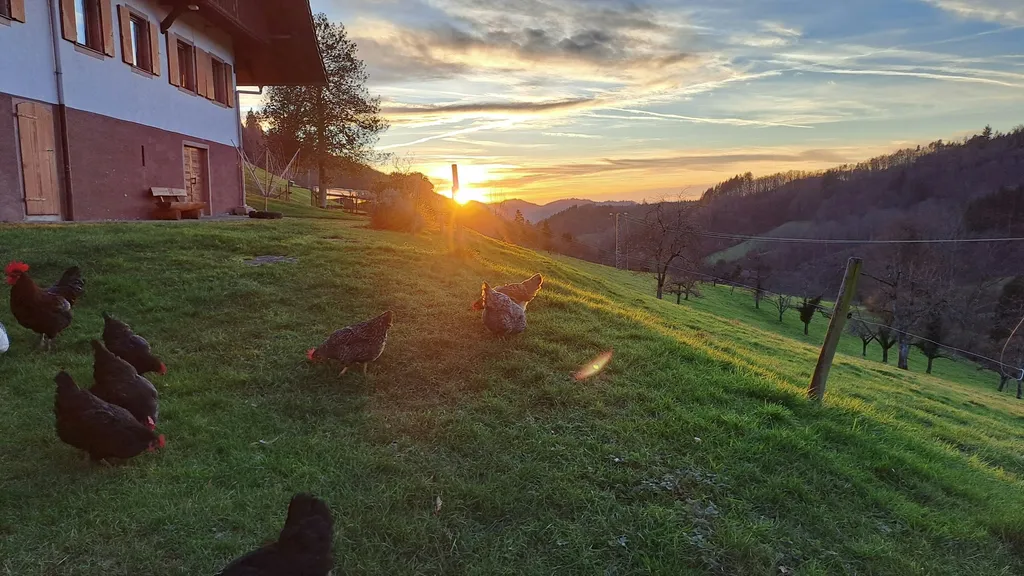 Hasenhof - Gengenbach/Schwarzwald
